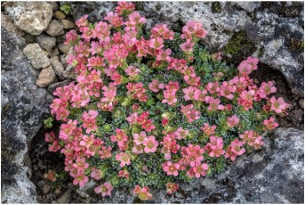 Saxifraga 'Leonardo Da Vinci'