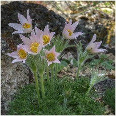 Pulsatilla vulgaris 'Barton's Pink'
