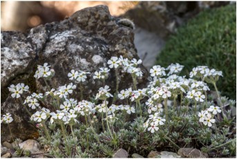 Androsace villosa v. barbulata 'Clone 2'