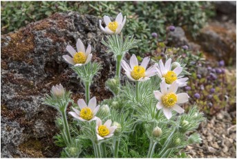 Pulsatilla ( turczaninovii ?? )