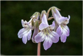 Gesneriaceae 'Chen Yi G-60'