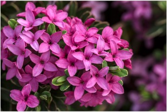Daphne cneorum 'Variegata' (Jiri Papousek)