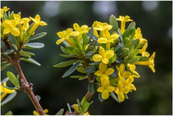 Daphne calcicola 'Napa Hai'
