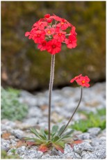 Androsace bulleyana