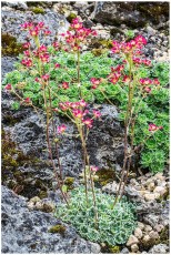 Saxifraga 'Jaromir'