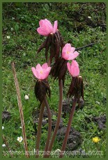Podophyllum hexandrum