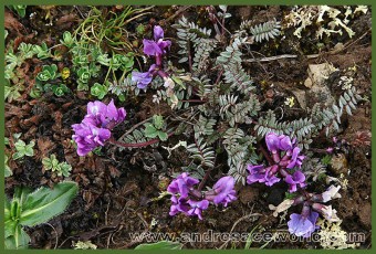 Astragalus sp.