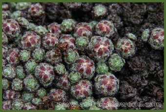 Androsace yargongensis