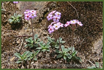 Androsace mariae