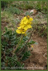 Spenceria ramalana