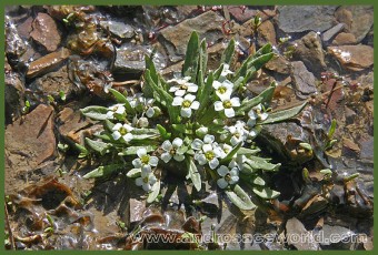 Pegaephyton scapiflorum