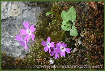 Primula yunnanensis