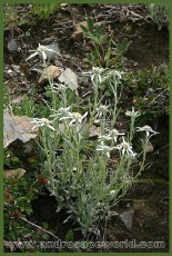 Leontopodium sp.