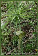 Arisaema ciliatum