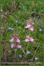 Pedicularis ?cristatella