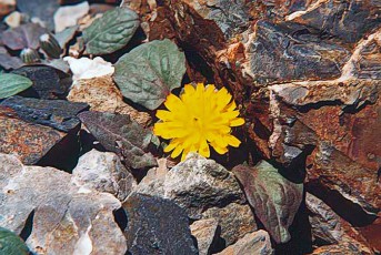 Crepis pygmaea