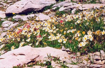 Dryas octopetala