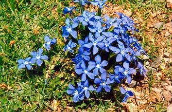 Gentiana verna