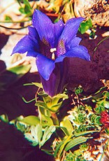 Gentiana occidentalis