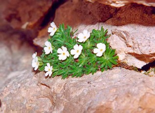 Androsace hirtella