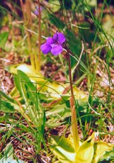 Pinguicula vulgaris