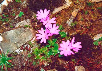 Primula integrifolia