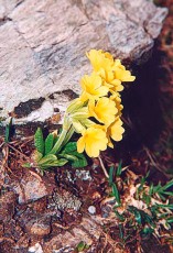 Primula elatior