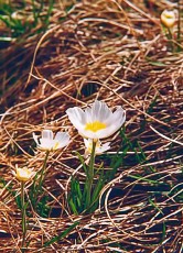 Ranunculus pyrenaeus