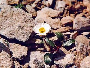 Ranunculus parnassifolius