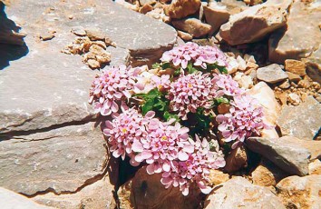 Thlaspi sp.