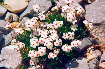 Androsace villosa