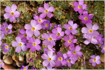 Dionysia bazoftica 'JLMS'