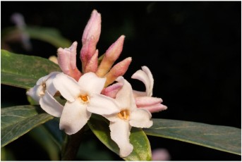 Daphne bholua 'Darjeeling Form'