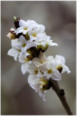 Daphne mezereum 'Alba'