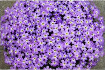Dionysia bazoftica 'Clone 7'
