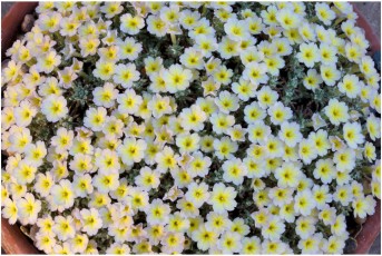Dionysia 'Emmely'
