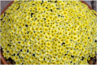 Dionysia ' Annielle'