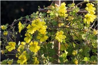 Tropaeolum brachyceras 'FW-8626'