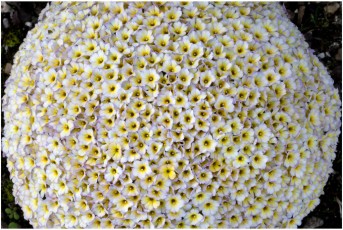 Dionysia curviflora x tapetodes 'MK9109/4'