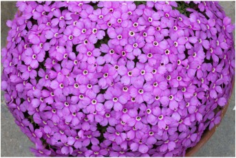 Dionysia viscidula x freitagii 'RFB-MK92/1'
