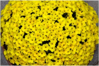 Dionysia 'Yellowstone'