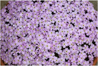 Dionysia 'Ewesley Gamma'