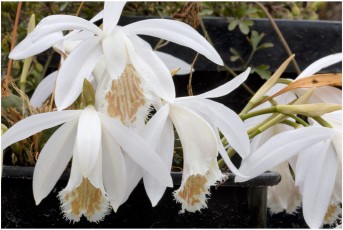 Pleione 'Eiger Cream Form'