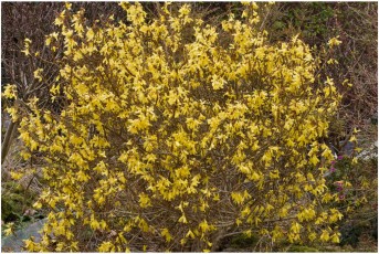 Forsythia viridissima 'Bronxensis'