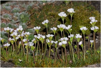 Androsace carnea ssp. brigantiaca