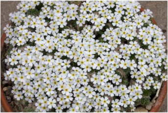 Androsace muscoidea 'Dome Form'