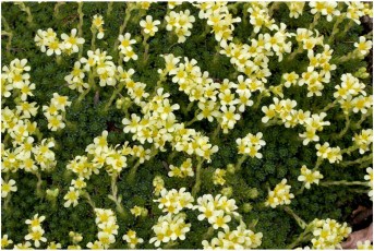 Saxifraga x webrii 'Pygmalion'