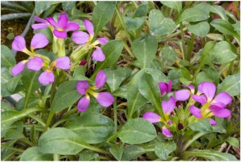 Cheiranthus forrestii