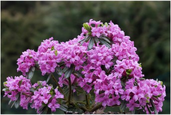 Daphne 'Pucza'