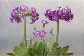 Primula specuicola